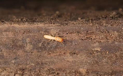 神明排位 家裡很多白蟻